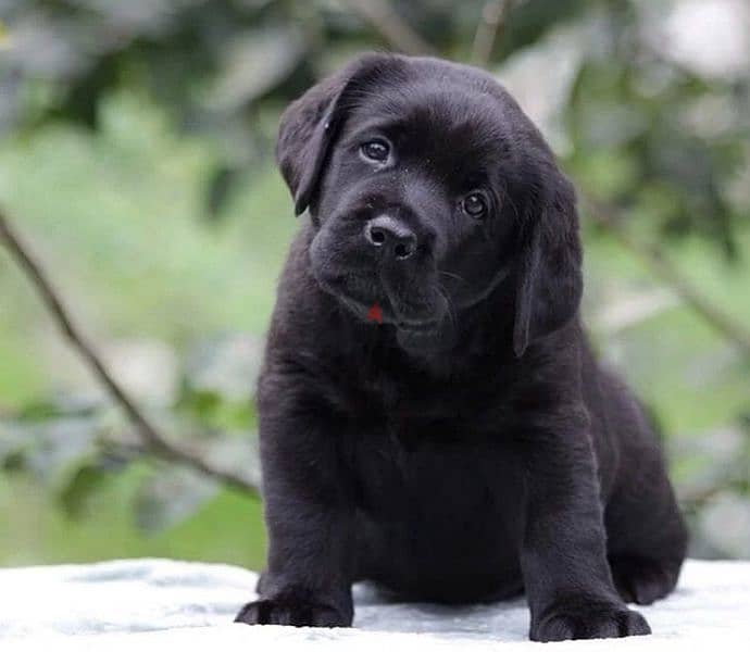 labrador puppies boys from Russia 2