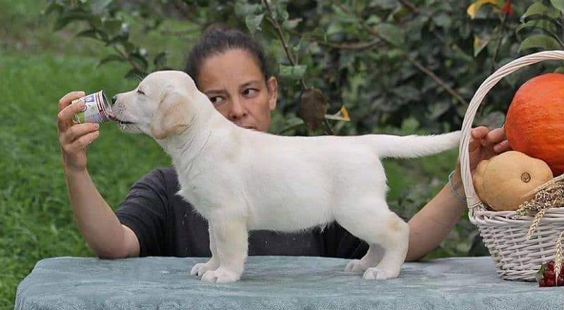 labrador puppies boys from Russia 3