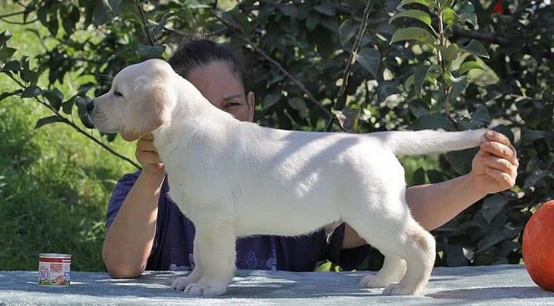 labrador puppies boys from Russia 4