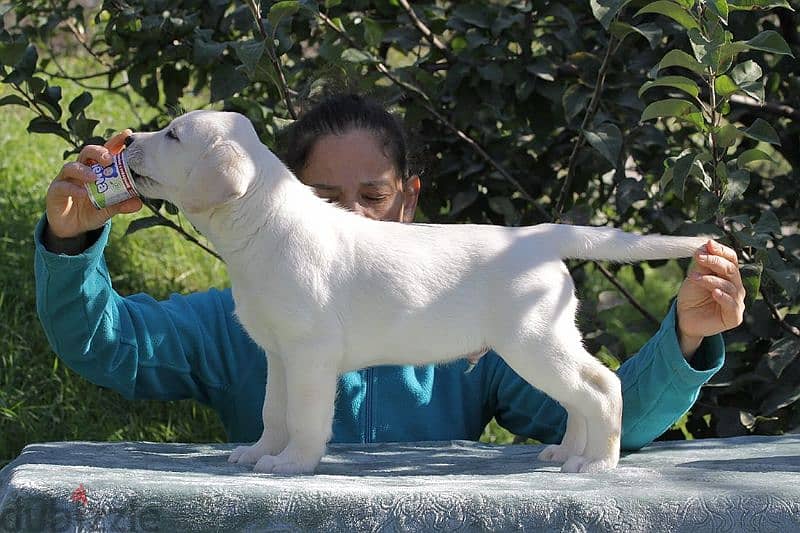 labrador puppies boys from Russia 5