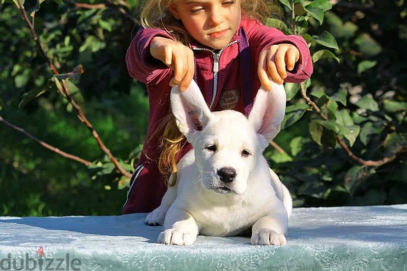 labrador puppies boys from Russia 6