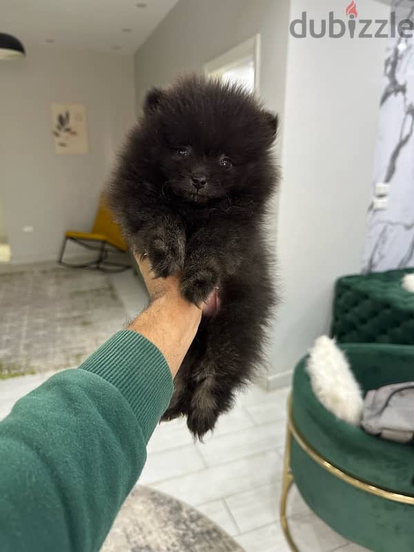 Pomeranian بومرينينان بومرينان 0