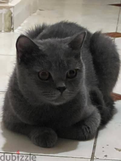 british female shorthair