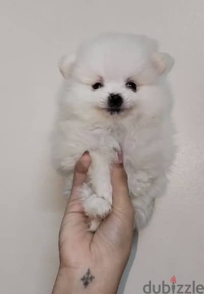 Pomeranian   ((( Teacup )))  Available Now in Egypt متاح ذكور للزواج