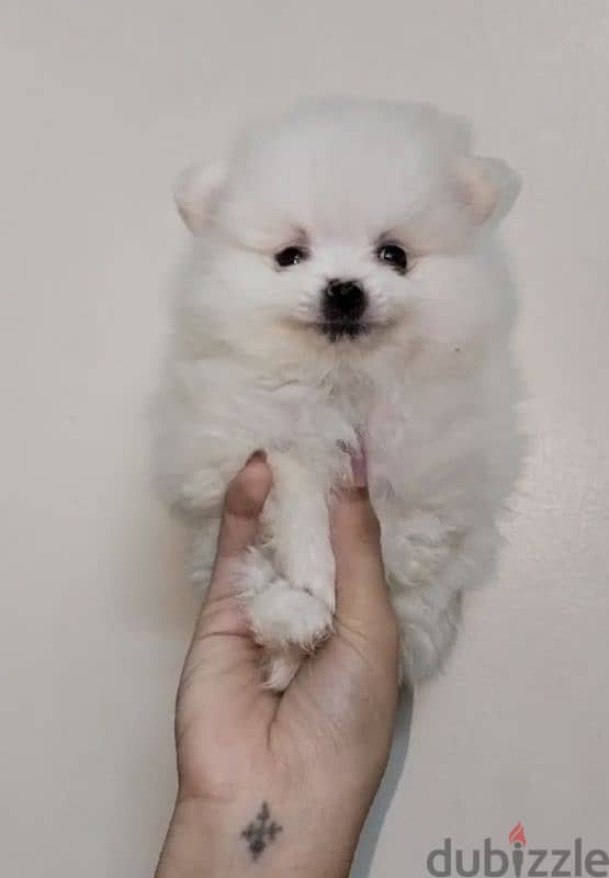 Pomeranian   ((( Teacup )))  Available Now in Egypt متاح ذكور للزواج 0