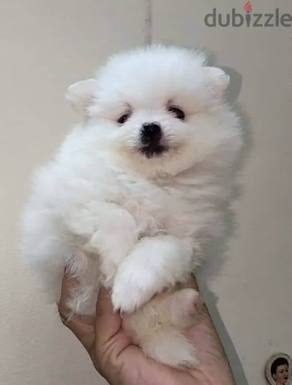 Pomeranian   ((( Teacup )))  Available Now in Egypt متاح ذكور للزواج 1