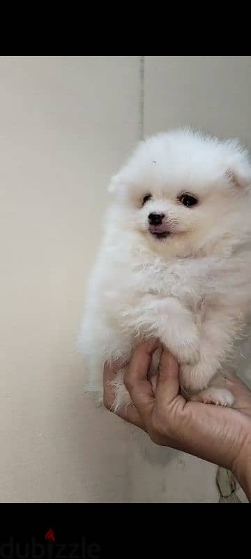 Pomeranian   ((( Teacup )))  Available Now in Egypt متاح ذكور للزواج 2