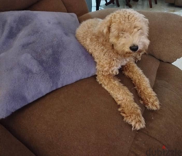 كلبه toy poodle 2