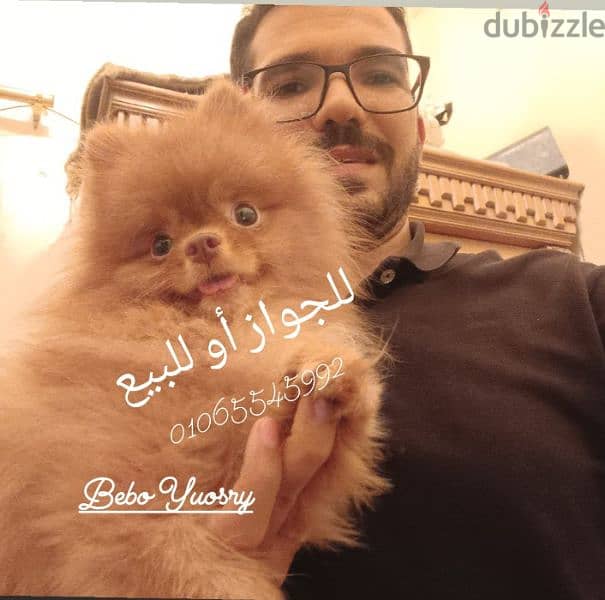 Pomeranian   ((( Teacup )))  Available Now in Egypt متاح ذكور للزواج 4