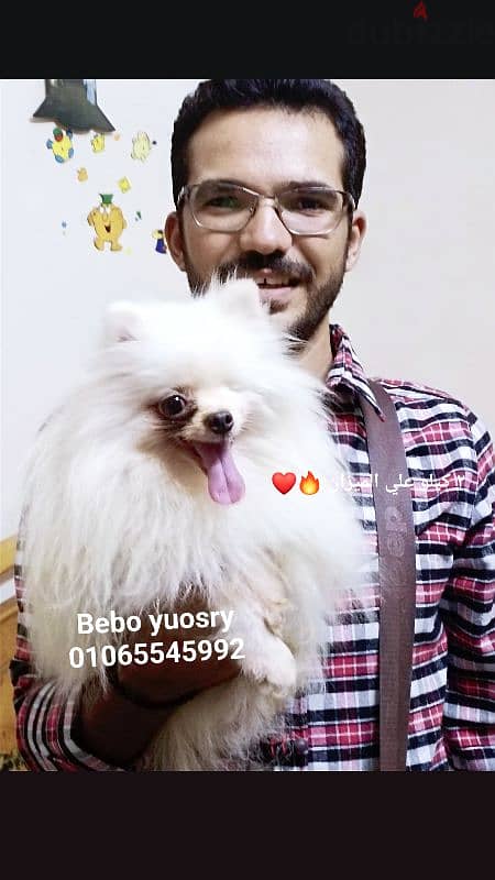 Pomeranian   ((( Teacup )))  Available Now in Egypt متاح ذكور للزواج 6