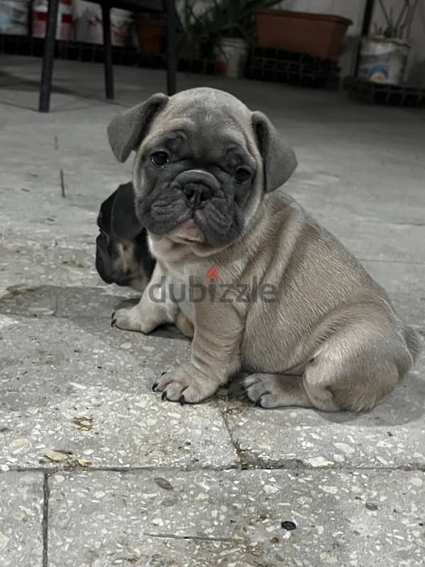 french bulldog 1