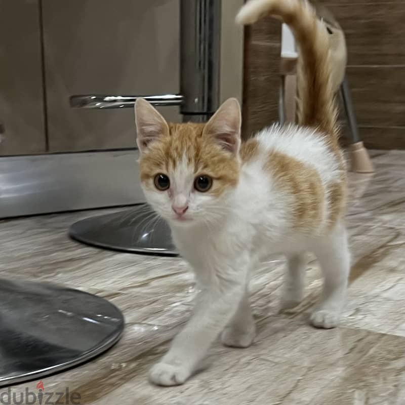 Orange cat. Super cute boy. Male kitten. 1