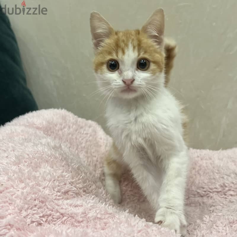 Orange cat. Super cute boy. Male kitten. 2