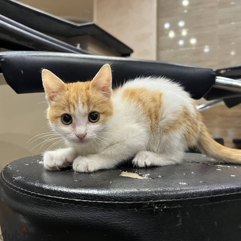 Orange cat. Super cute boy. Male kitten. 3