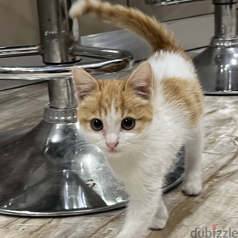 Orange cat. Super cute boy. Male kitten. 4