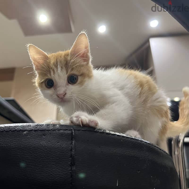 Orange cat. Super cute boy. Male kitten. 5