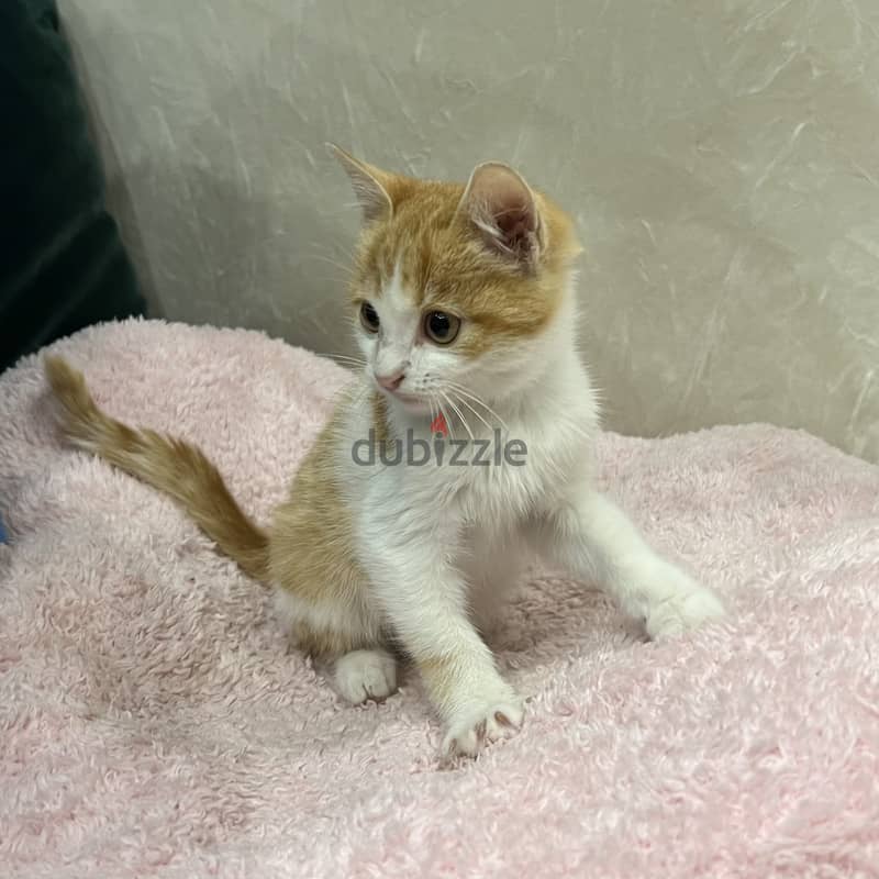 Orange cat. Super cute boy. Male kitten. 6