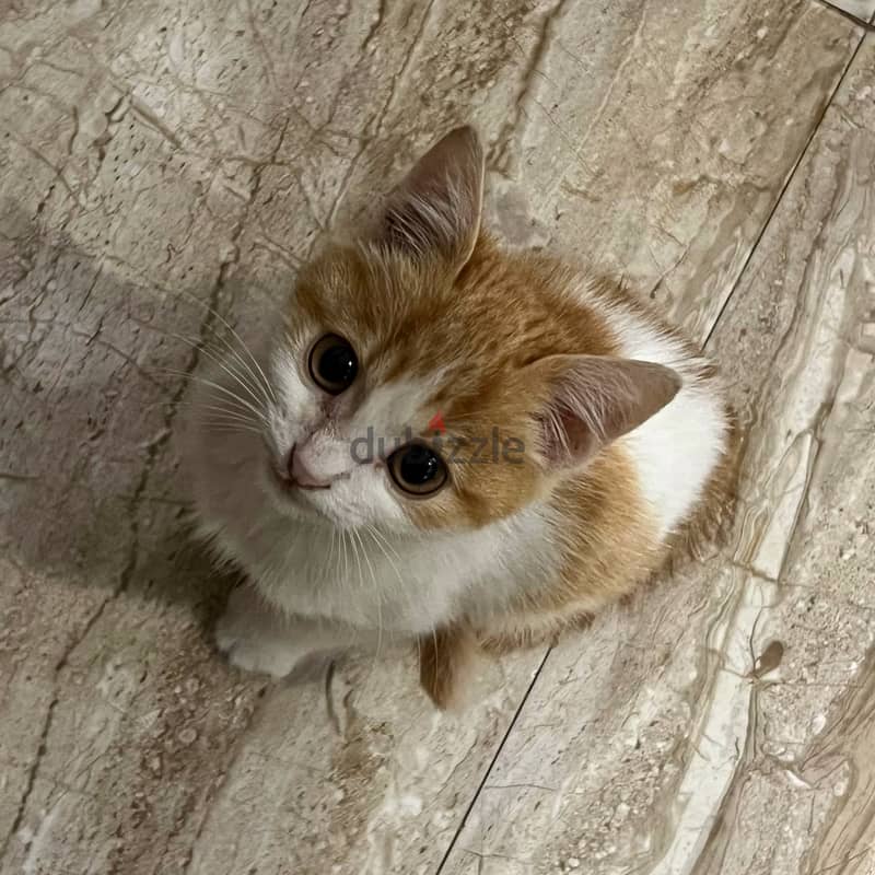 Orange cat. Super cute boy. Male kitten. 7