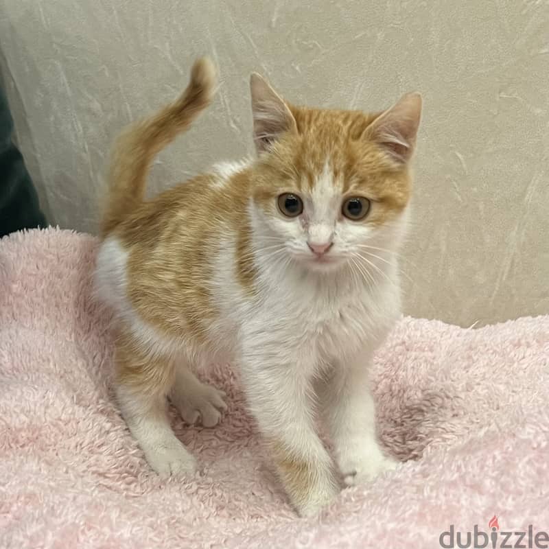 Orange cat. Super cute boy. Male kitten. 8