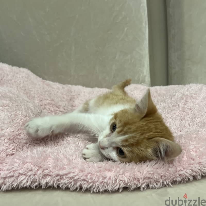 Orange cat. Super cute boy. Male kitten. 9