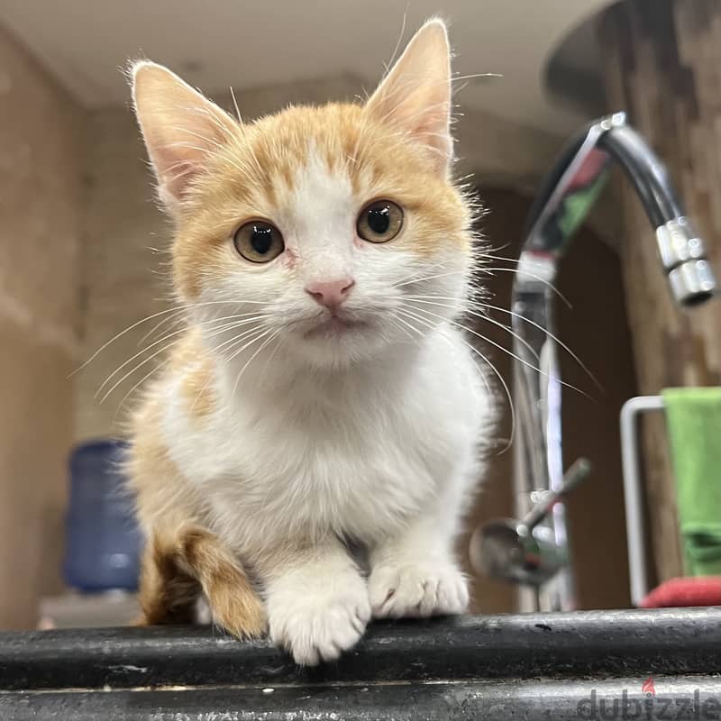 Orange cat. Super cute boy. Male kitten. 10