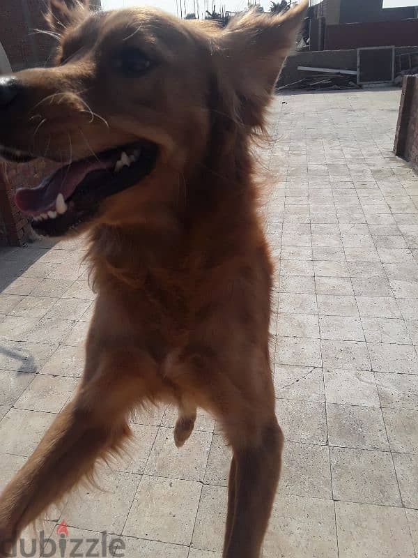 golden retriever pure 5