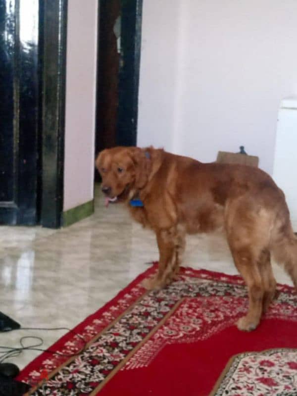 3 years old male golden Dog - كلب جولدن ذكر 3 اعوام متكامل ممتاز 0