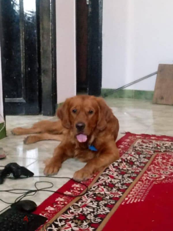 3 years old male golden Dog - كلب جولدن ذكر 3 اعوام متكامل ممتاز 1