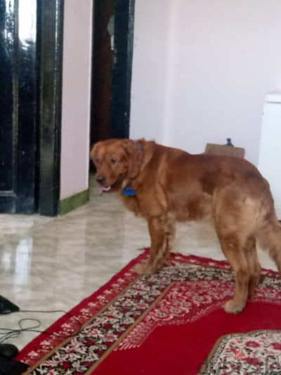 3 years old male golden Dog - كلب جولدن ذكر 3 اعوام متكامل ممتاز