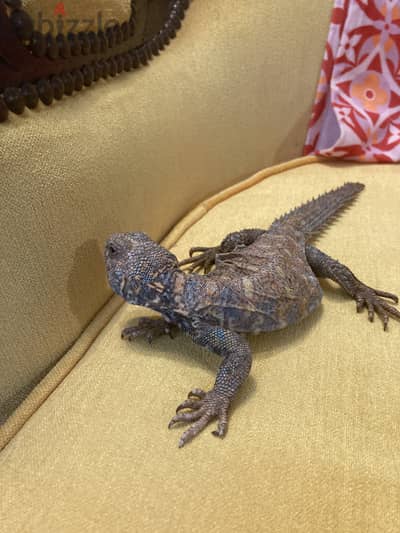 A two year old ornate uromastyx