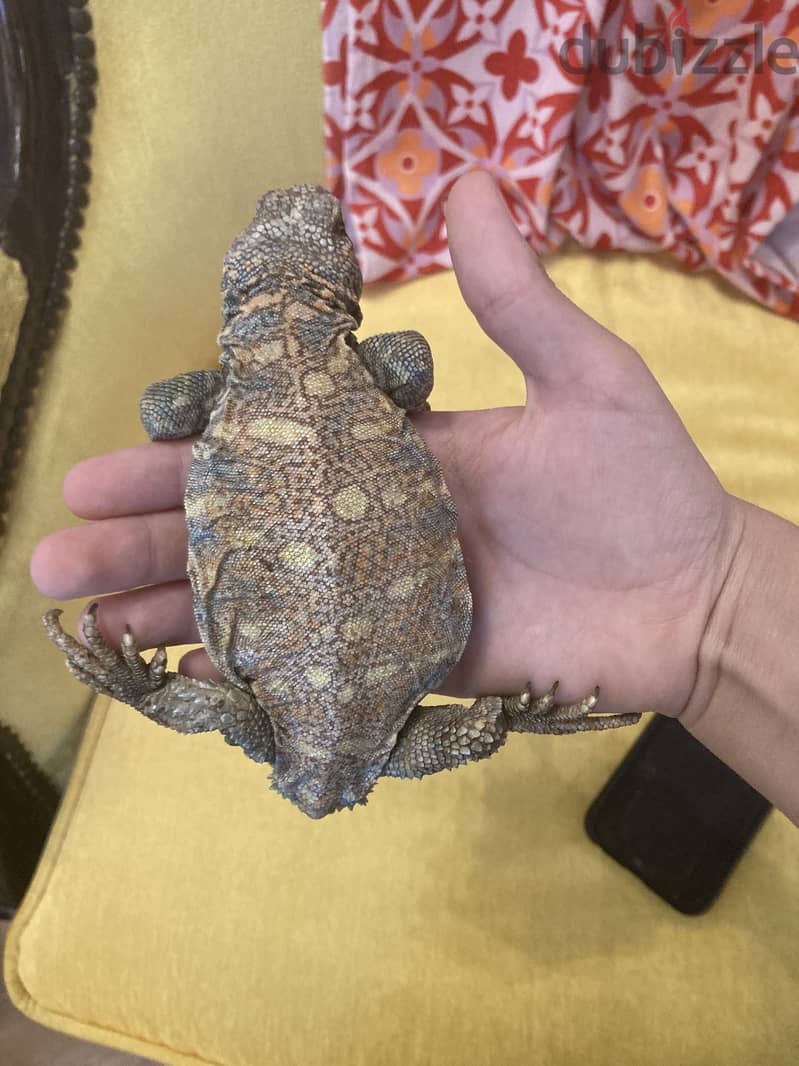 A two year old ornate uromastyx 1