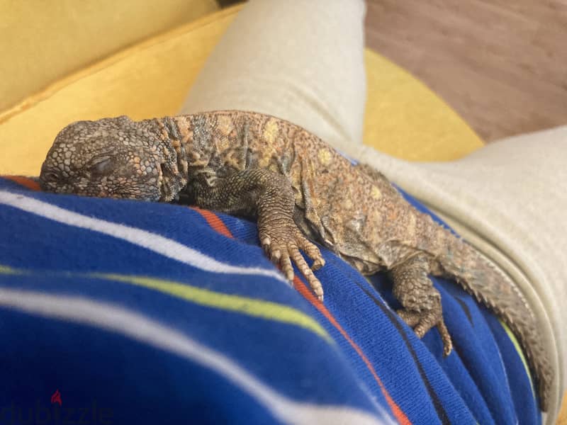 A two year old ornate uromastyx 2