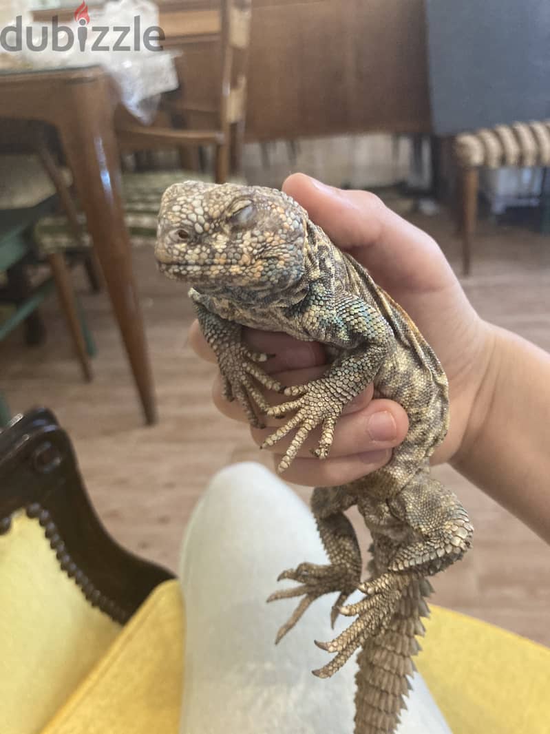 A two year old ornate uromastyx 3