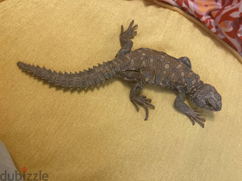 A two year old ornate uromastyx 4