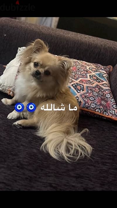 Mix Pomeranian and chihuahua للتزاوج فقط ليس للتبني نهائي( ماشاءالله )