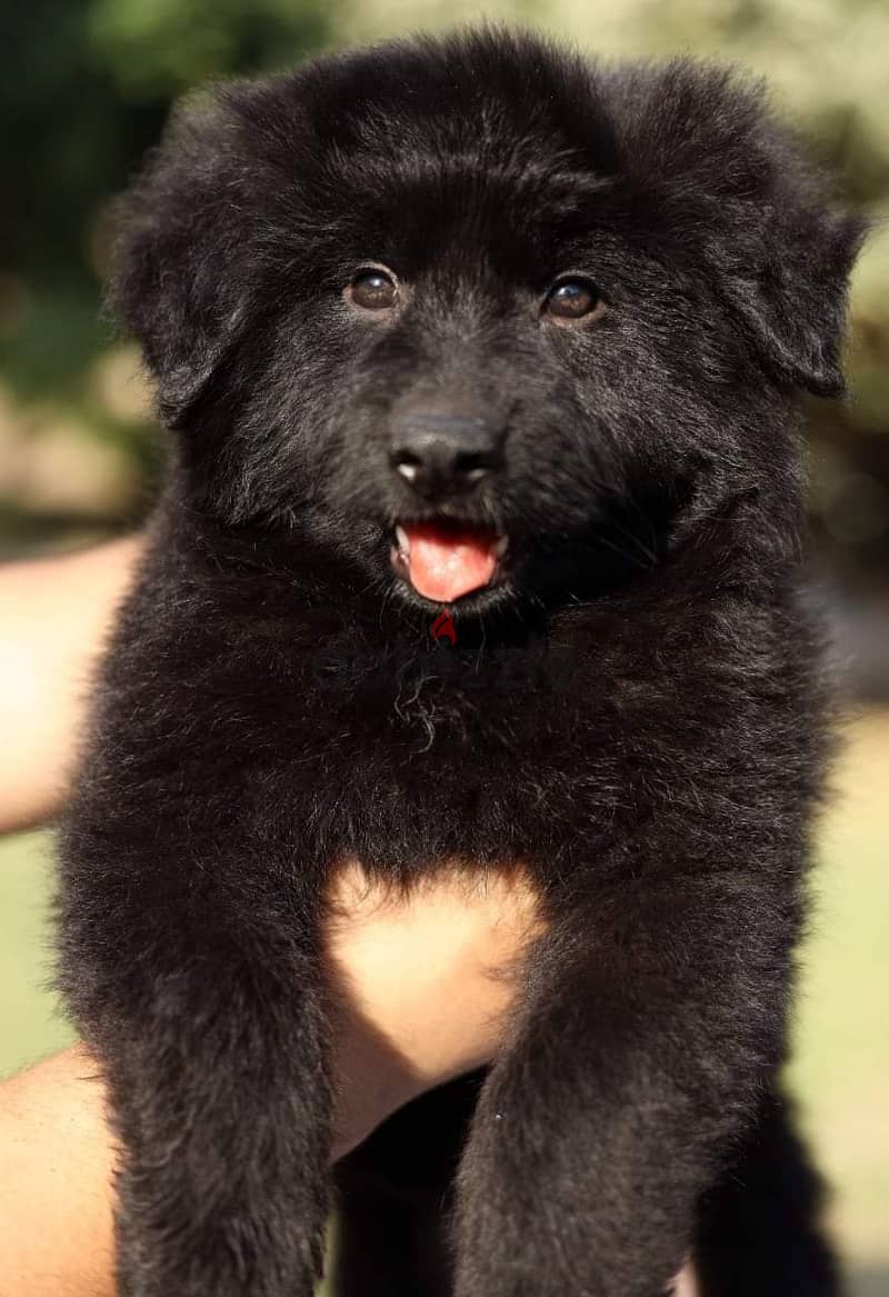 puppies royal black male جراوى رويال بلاك دكر ى 0