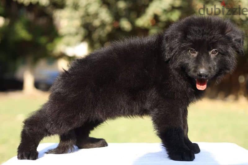 puppies royal black male جراوى رويال بلاك دكر ى 1