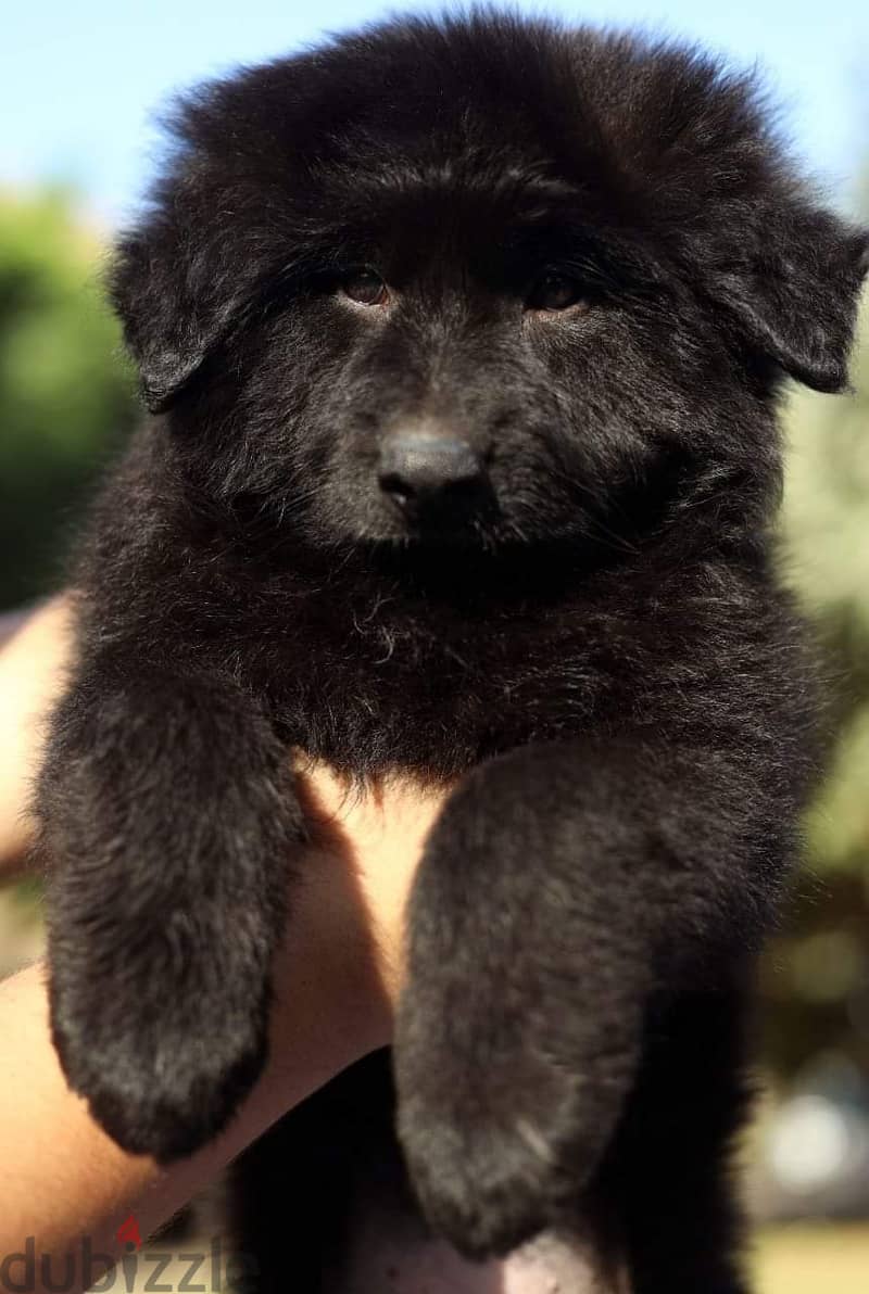 puppies royal black male جراوى رويال بلاك دكر ى 2