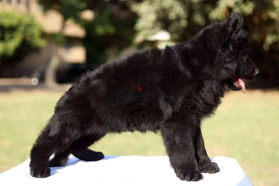 puppies royal black male جراوى رويال بلاك دكر ى 3