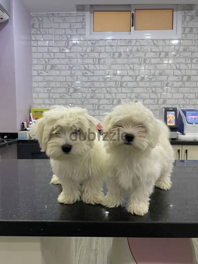 Pure Maltese puppies