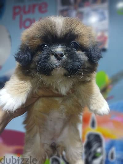 pekingese