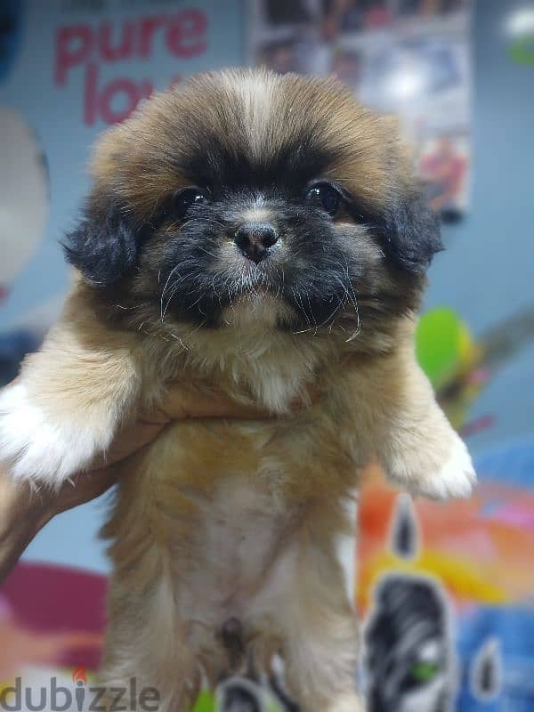 pekingese 0