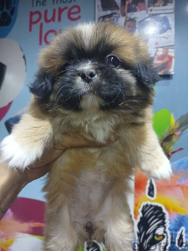 pekingese 1