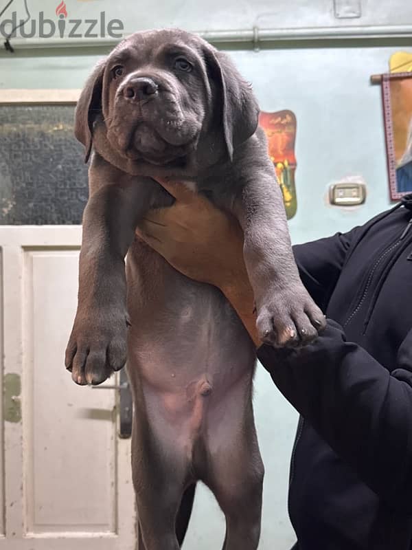 اجمل جرو كين كوسو بلو جاهز ل بيتو الجديد  Cane Corso 0