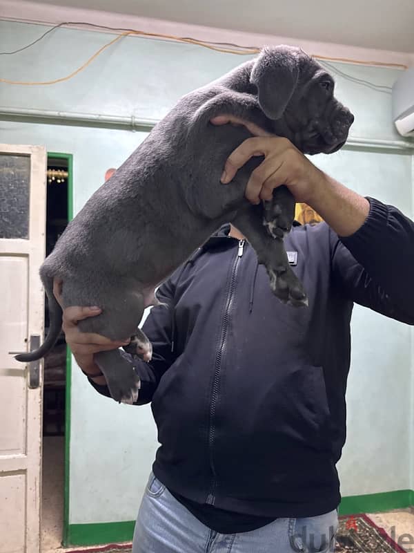 اجمل جرو كين كوسو بلو جاهز ل بيتو الجديد  Cane Corso 1