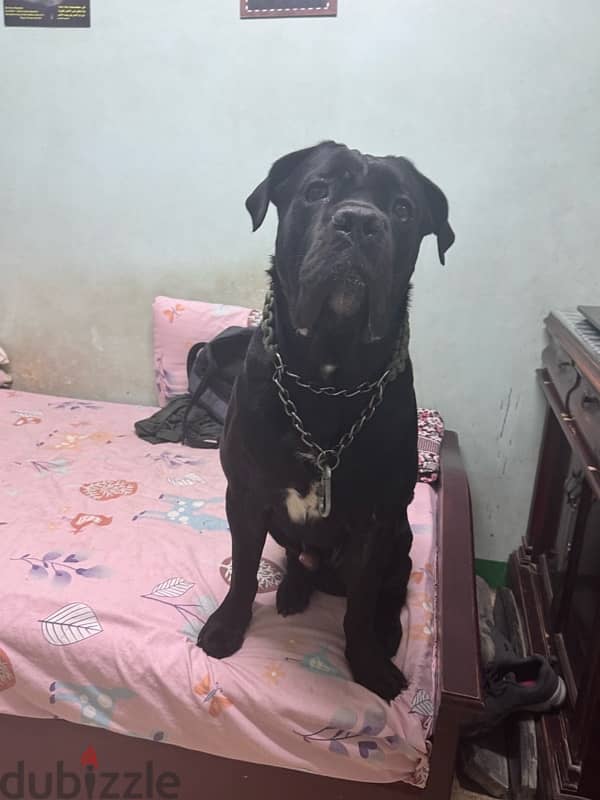 اجمل جرو كين كوسو بلو جاهز ل بيتو الجديد  Cane Corso 2