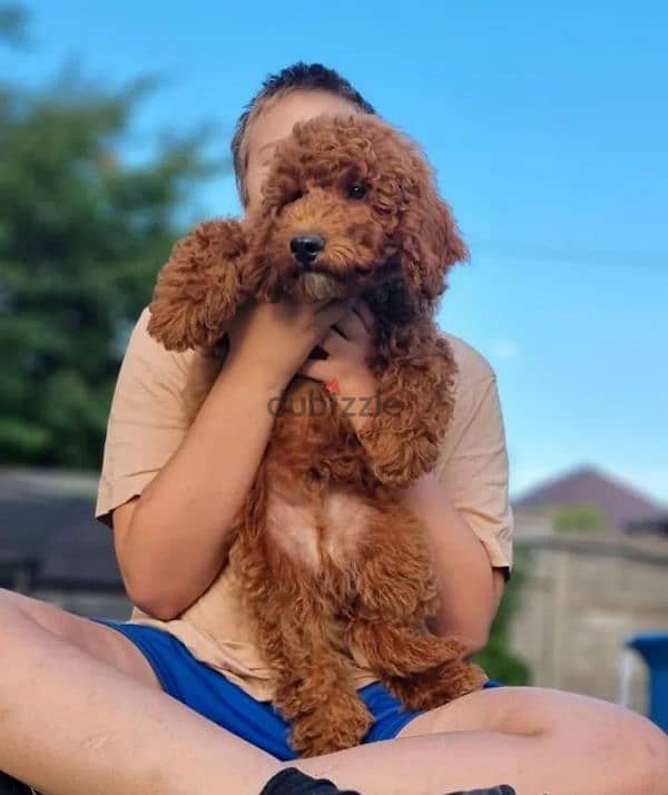 labradoodle puppies mini from Russia 0