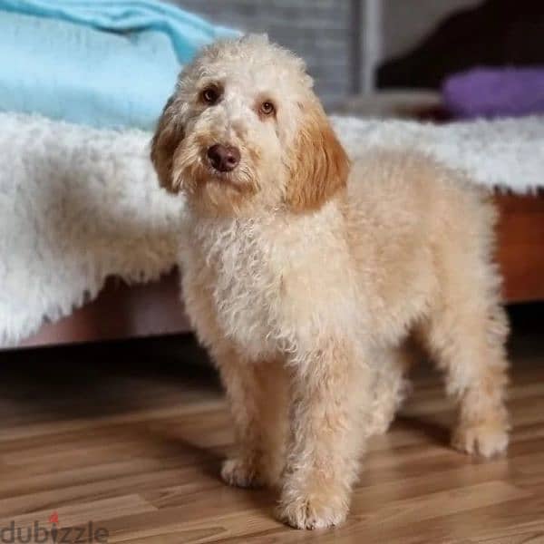 labradoodle puppies mini from Russia 2