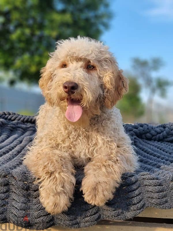 labradoodle puppies mini from Russia 3