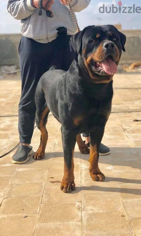 كلب روت وايلر الماني  Rottweiler male 0